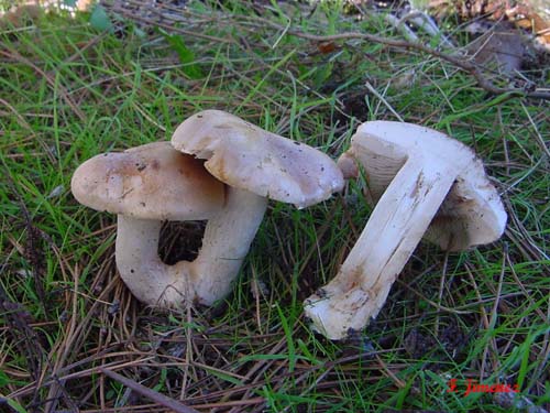 Hebeloma sinapizans